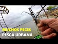 PESCA en "PRIMERA PERSONA", PESCA URBANA super variada.