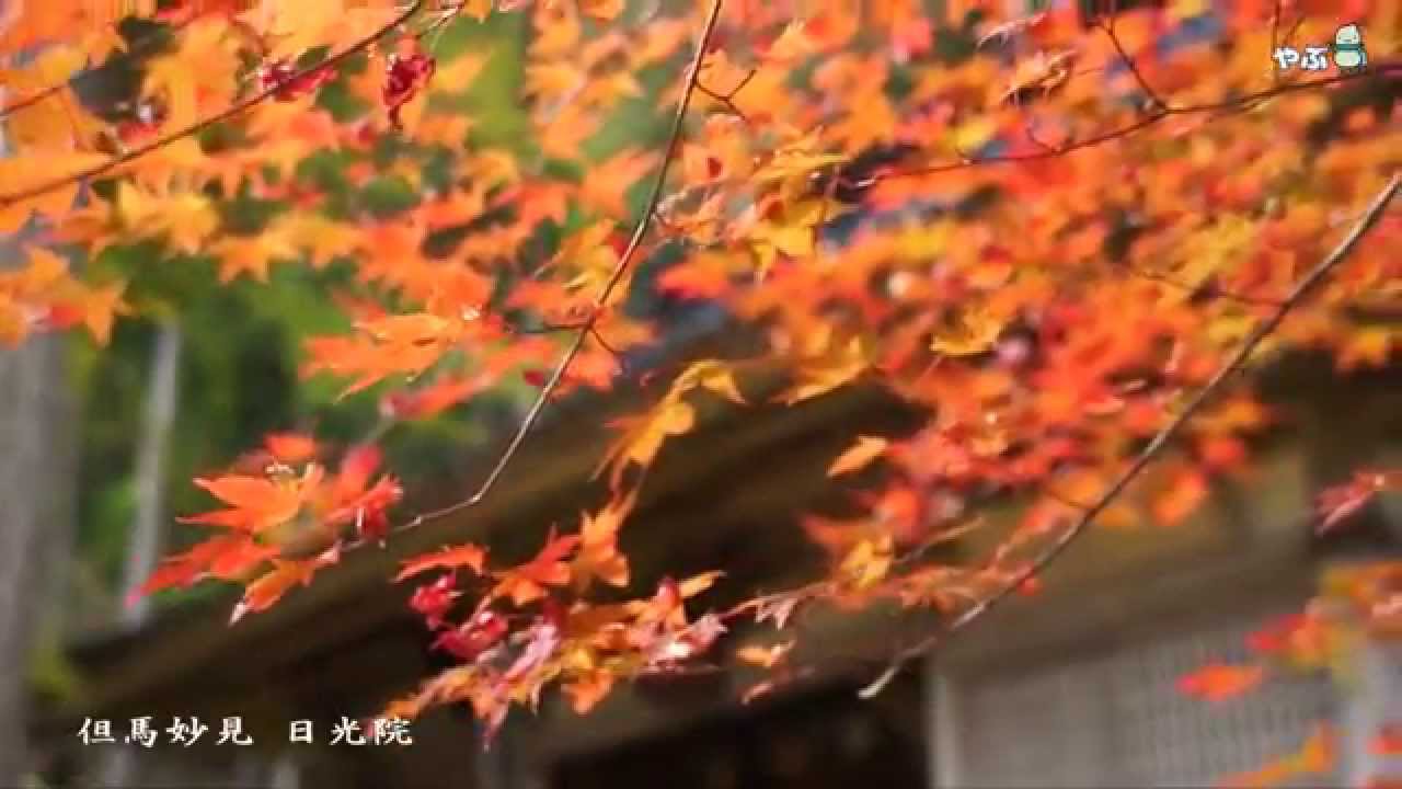 養父市の紅葉 但馬妙見 日光院 Youtube