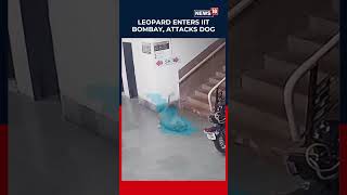 Leopard Enters IIT Bombay Campus, Attacks Dog | CCTV Footage Raises Alarm | #Shorts | N18S
