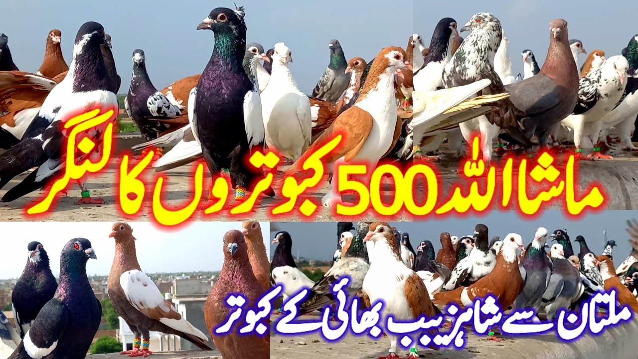 MashAllah 500 Kabutaron Ka Langer | Multan Se Shahzeab Bhai ke Kabuter | Multan Pigeon |