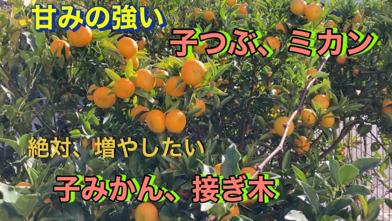 小ミカンの接ぎ木方法/小つぶミカンを増やす方法【からたちの木から