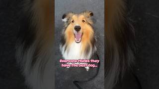 Bailey’s #SHORTS  Best dog! #sheltie #shetlandsheepdog #dog #dogvlog #cutedog #hawaii