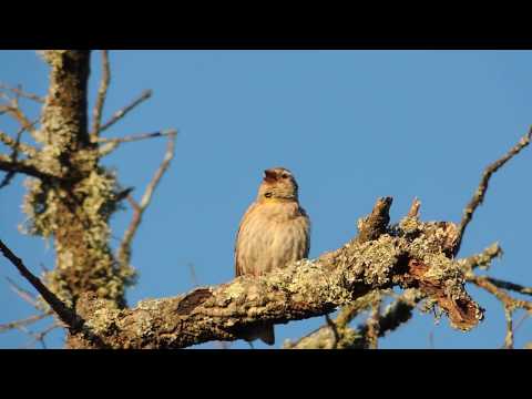 Gorrión Chillón Petronia Petronia En Las Dehesas De Monfragüe 