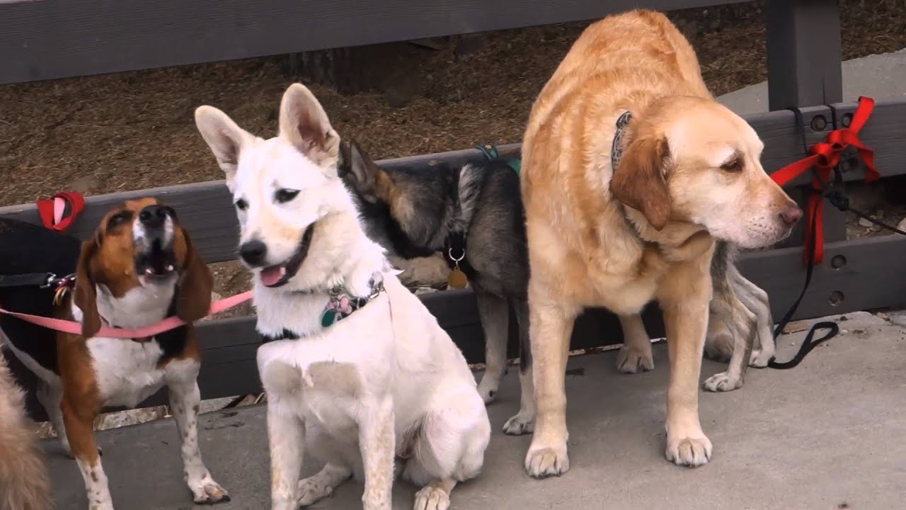 Green Doggie Home Boarding 2015