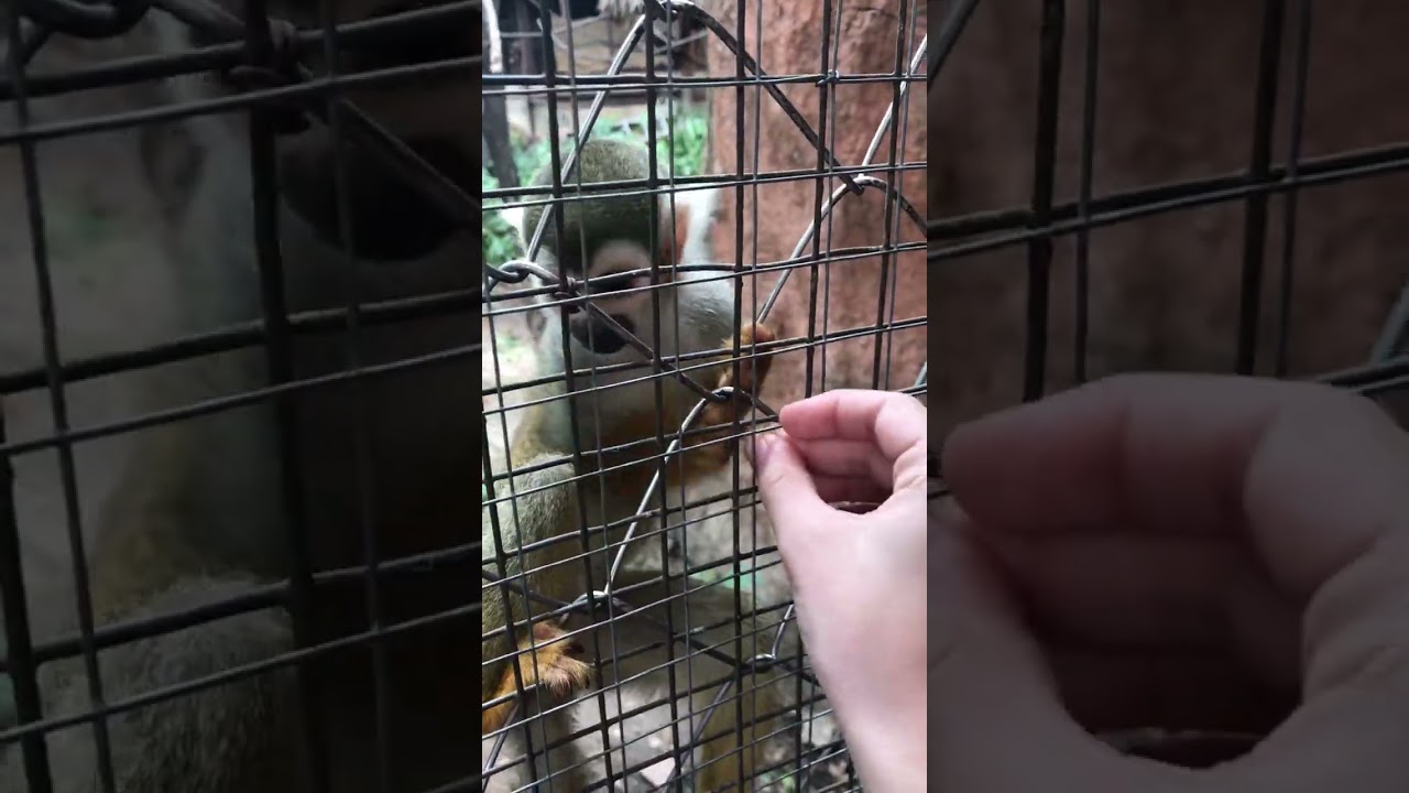 Обезьяна Chicken Banana