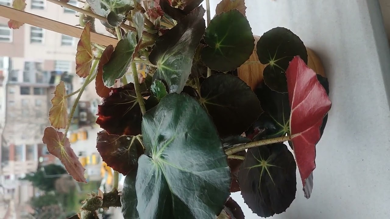 PAŞA ÇADIRI ÇİÇEĞİNE BAKARKEN NELERE DİKKAT ETMELİYİZ ⁉️