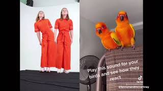 Smac Mccreanor Vs Animals