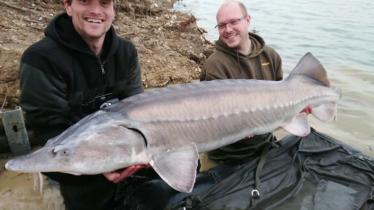 Part 2 : Gravière Carp'Avenir à Jayat (01) : Pêche Carpes et esturgeons : Mars 2018 (HD)