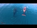 ballenas en Playas del Coco - Costa Rica