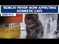 Deadly 'Bobcat Fever' now affecting domestic cats