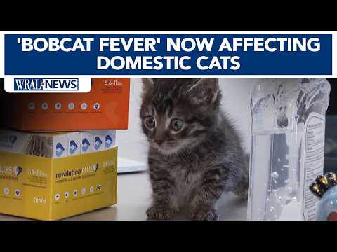 ボブキャットフィーバー症状と予防法、飼い主が知るべき5つのポイント