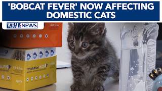 Deadly 'Bobcat Fever' now affecting domestic cats