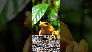 “This Blue Frog is Beautiful but Dangerous 😱🔵 | Blue Poison Dart Frog!”