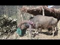 Domestic animals farming is economic activities of villager ll How they feed their pet.