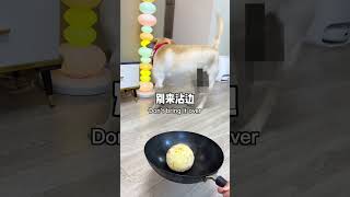 狗子：就你這廚藝，以後千萬別給我做飯了