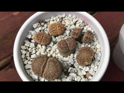 Video: Lithops Ovat Uskomattomia 