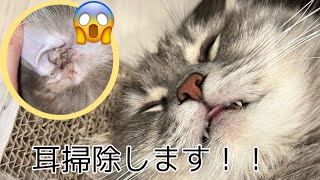 猫日記135〜猫の耳掃除〜