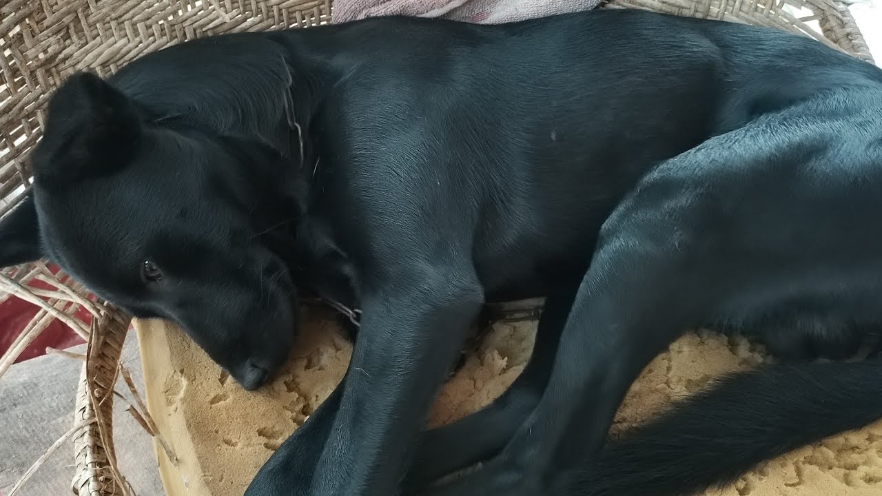 New Born Puppies & dogs 🥰with Nature 🌸Live