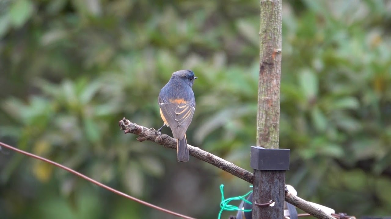 20200216 blue FRONTED REDSTART 