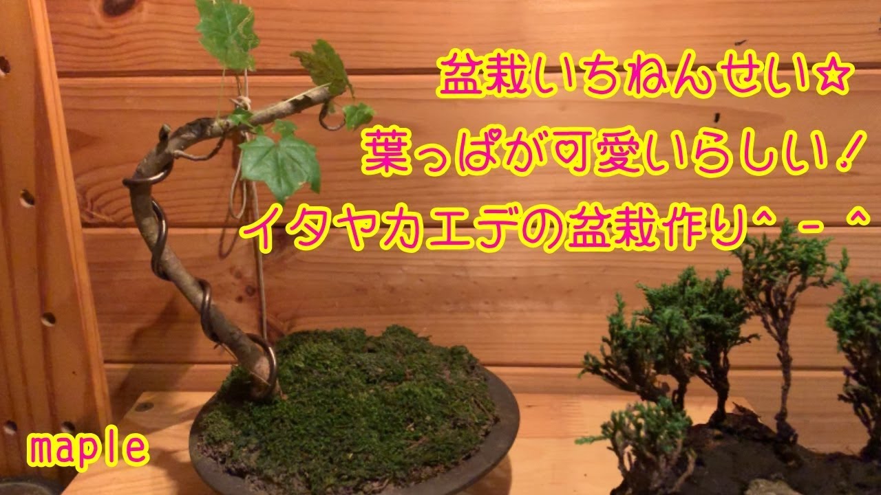 イタヤカエデの盆栽作り^ - ^Acer mono BONSAI maple ミニ盆栽 - YouTube