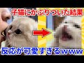 【2ch動物スレ】我慢できず子猫の顔にかぶりついた結果→可愛すぎる反応wwwww