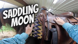 Saddling Moon My Six Year Old Walking Horse