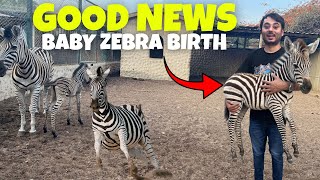 Bacha de dya zebra ne😍 Male huwa ya female?