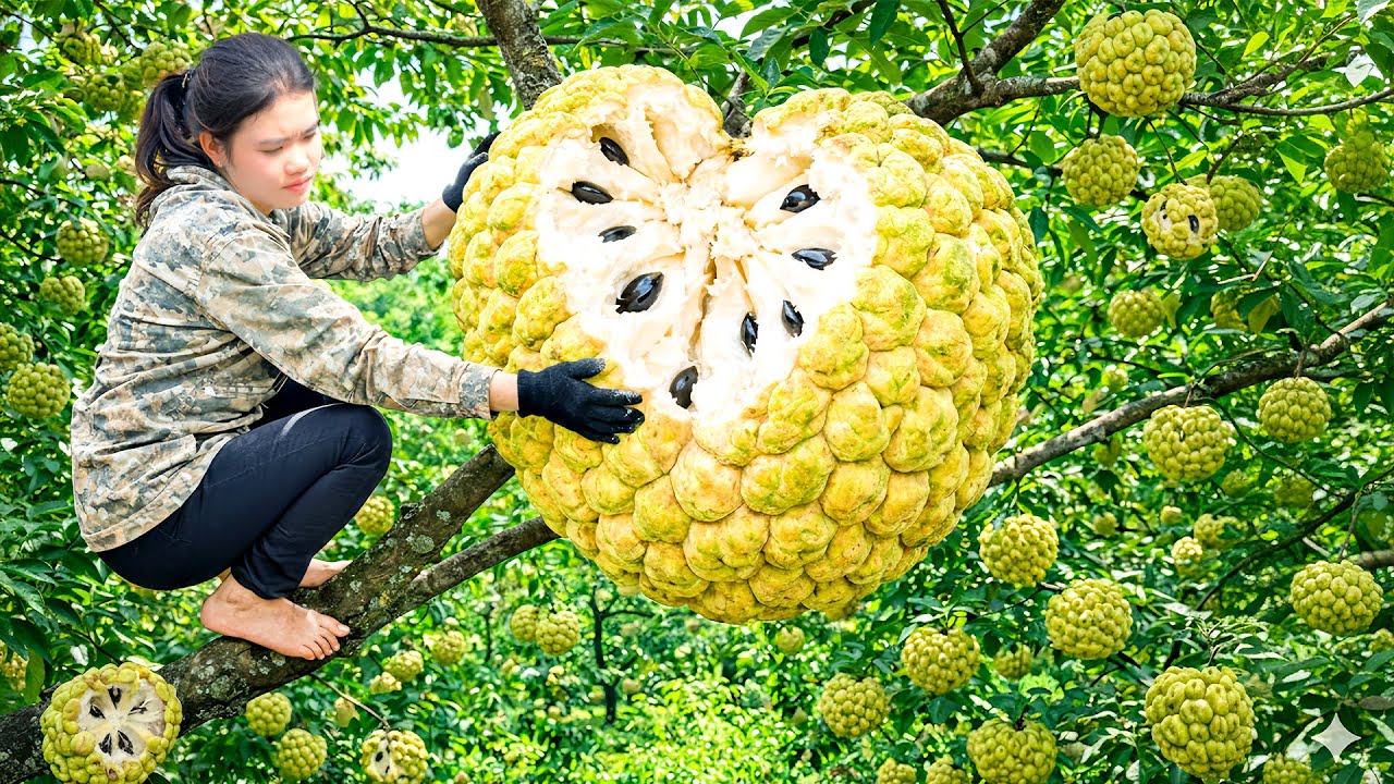 How to Harvest 100kg Giant Custard Apple and Bring to Market to Sell with CEO Hung