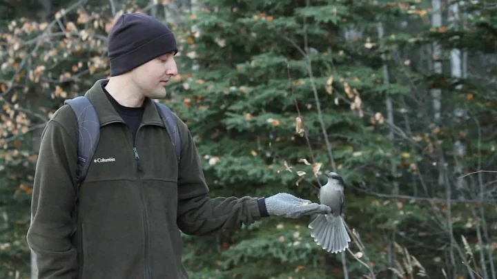 Hand (and head) Feeding Grey Jays