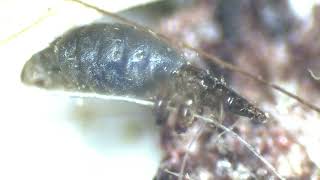 Sucking lice -Linognathus sp. (bovine)