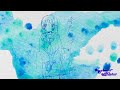 Trooper Salute "冷たいマーメイド" Music Video(with lyrics)