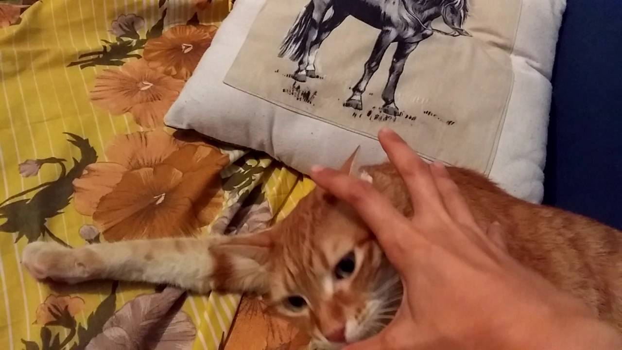 The Claw vs Spike the Cat