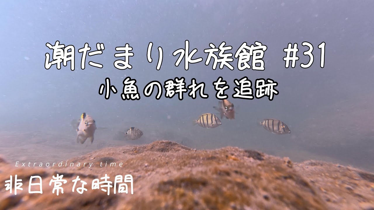 潮だまり水族館 #31
