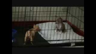Chihuahua puppies talking, yelling and fighting with each other!! screenshot 5