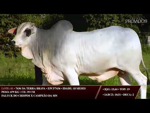 LOTE 01 EPCF 7436