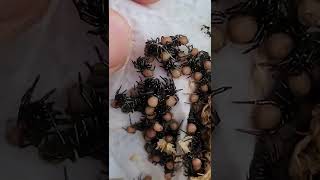 Funnelweb Spider BABIES!! I'm so happy