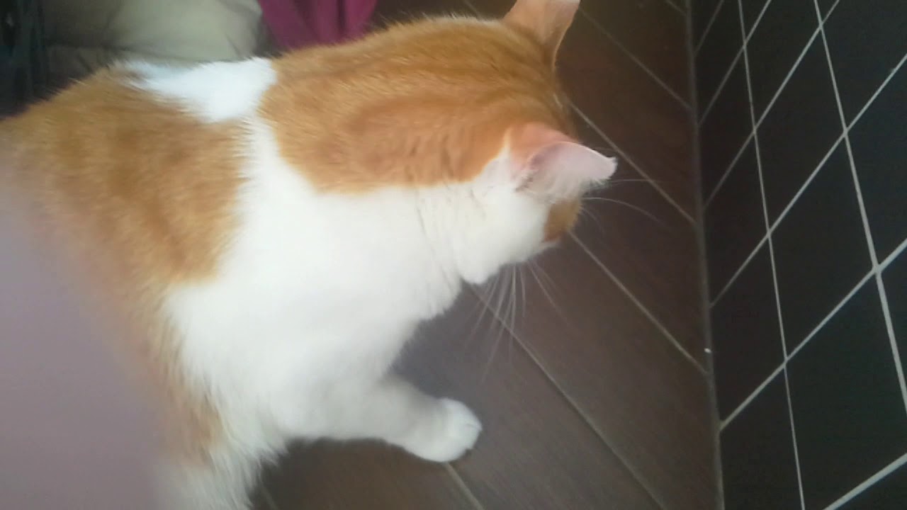 Clip avec mon chat youtube