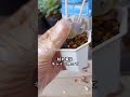 みんな大好き枯れ葉取り　＃多肉植物　＃shorts　＃Succulent