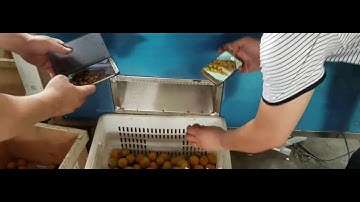 Plum Core Removing Machine