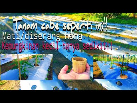 Cara menanam cabe agar tidak mati terkena panas dan dimakan hama 
