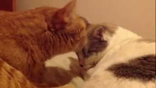 Meus Gatos Se Lambendo