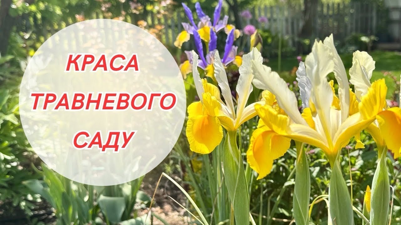 Довго не була на дачі! Що змінилось? Що квітне в середині травня!