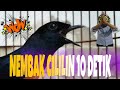 Murai Nembak Cililin Panjang Cocok Untuk Masteran Mp3 - Mp4 Download