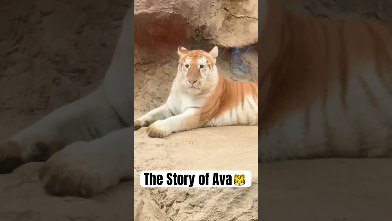 This Cute Tiger Ava is going viral on internet 🐯