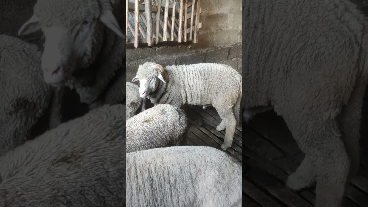 🌅 Sheep grazing 🐑, sun rising 🌞 — this is where hearts grow in peace 💛.