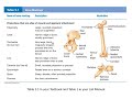 Skeletal System Overview Quiz