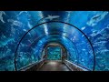 LAS VEGAS Shark Reef Aquarium Mandalay Bay MGM Resorts Cinematic Walk Through Fish Baby  Sting Rays