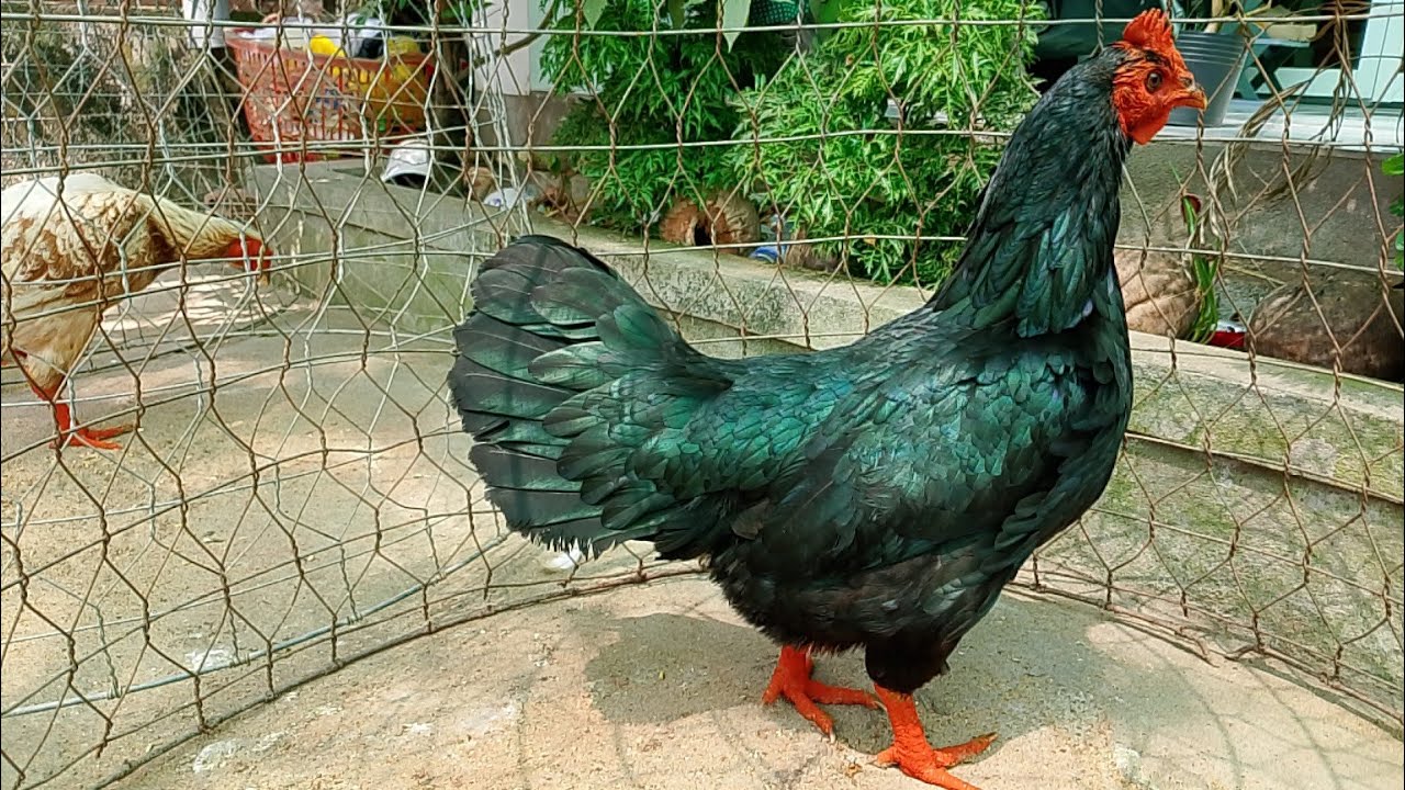 7/2 top 9 mái LH.@359.326.274