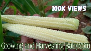Growing Baby Corn At Homeplant, Grow & Harvest Baby Corn Tips For A Successful Harvest From Seed