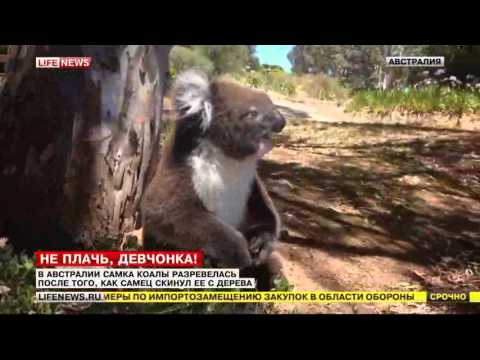 Маленькая коала расплакалась после того, как самец сбросил ее с дерева